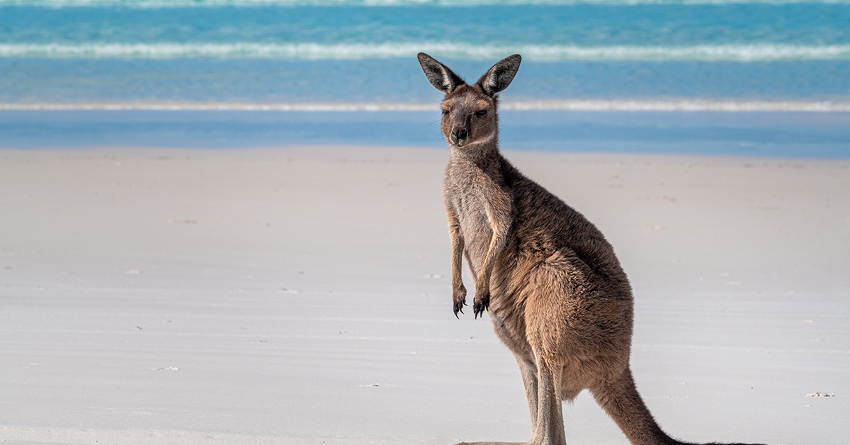Kangaroo at Lucky Bay, Western Australia, Australia.