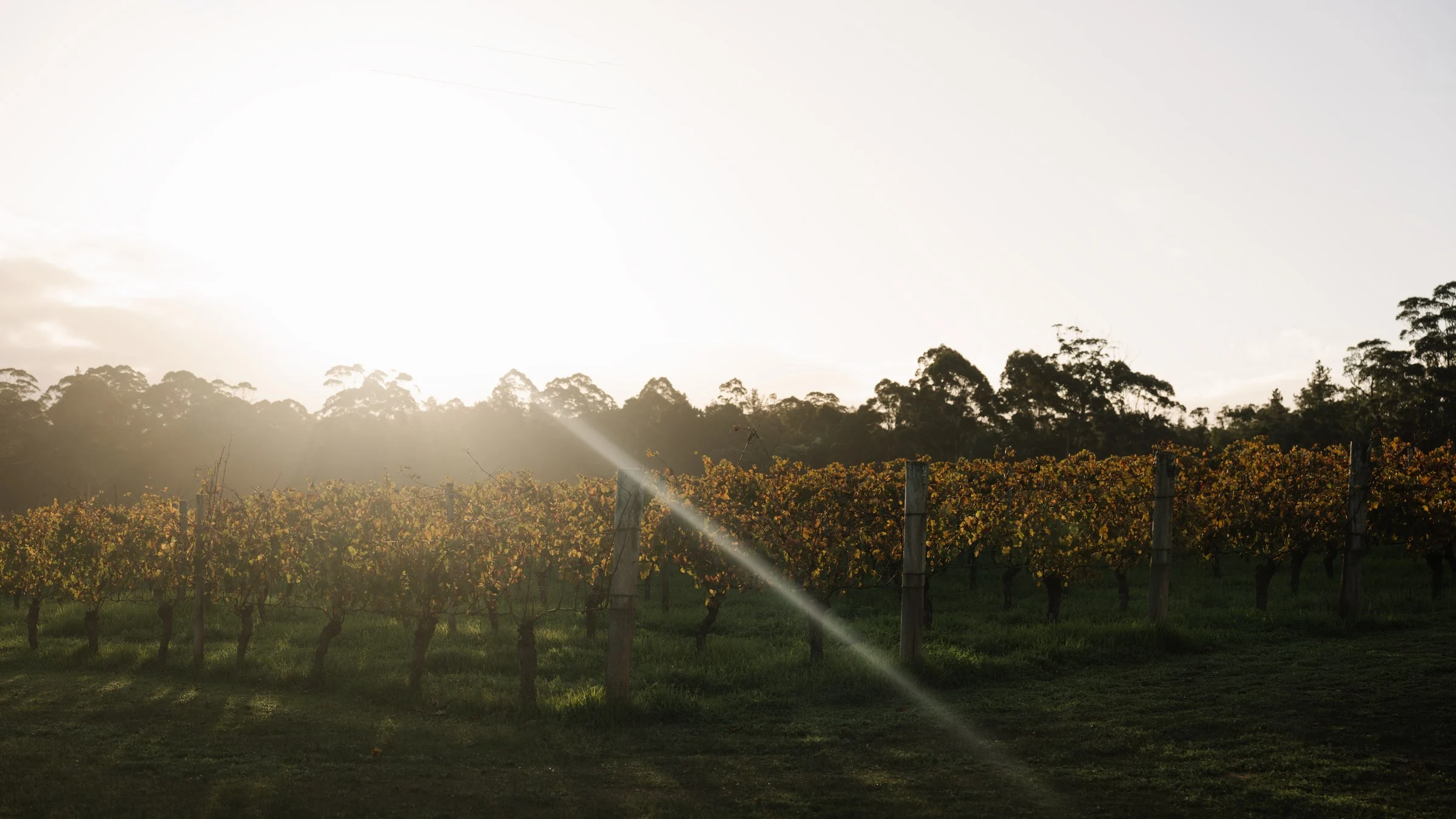 Vine rows at Deitos Winery catching low afternoon sun, with karri forest along the boundary.